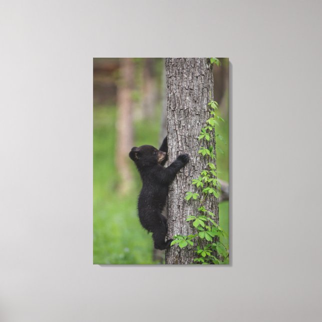 Bear Cub Climbing a Tree Leinwanddruck (Vorderseite)