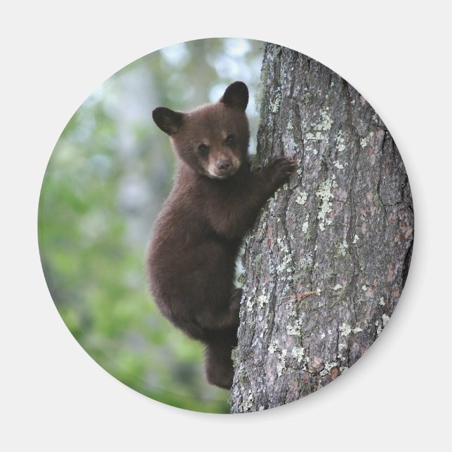 Bear Cub Climbing a Tree Magnet (Vorne)