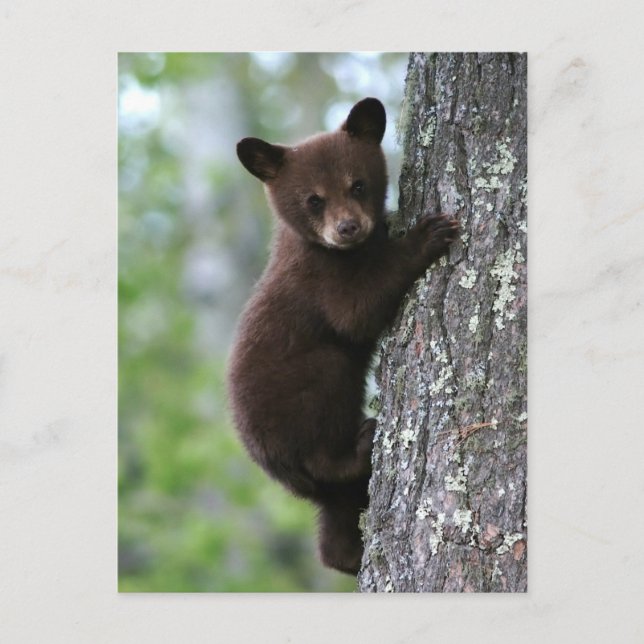 Bear Cub Climbing a Tree Postkarte (Vorderseite)