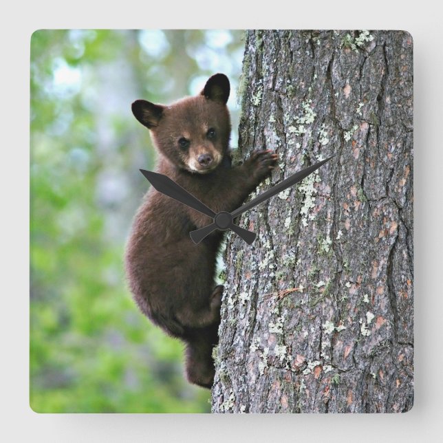 Bear Cub Climbing a Tree Quadratische Wanduhr (Vorderseite)