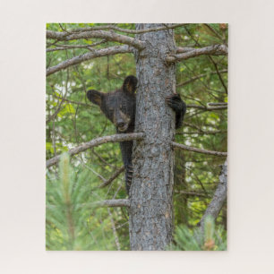 Bear Cub Climbing Tree