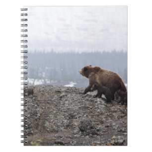 BEAR FAMILIE IN YELLOWSTONE NOTIZBLOCK
