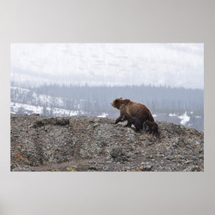 BEAR FAMILIE IN YELLOWSTONE POSTER