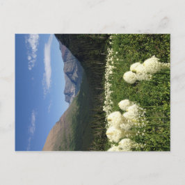 Bear Grass Glacier Nationalpark Postcard Postkarte