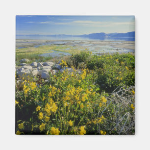 BEAR LAKE, UT, US, Affenblume & tumbleweed, Magnet