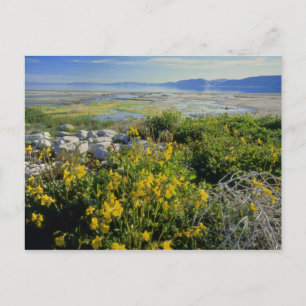 BEAR LAKE, UT, US, Affenblume & Tumbleweed, Postkarte