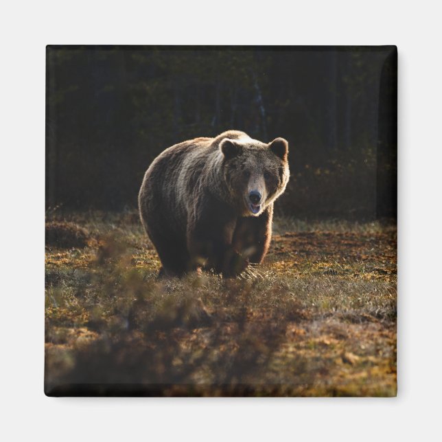 Bear Magnet (Vorne)