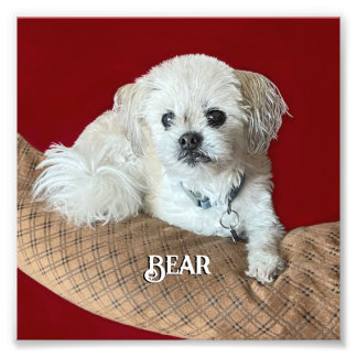 Bear the Malshi Relaxen Fotodruck