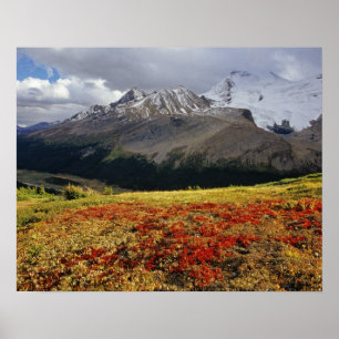 Bearberry im Frühherbst Athabasca Peak in Poster