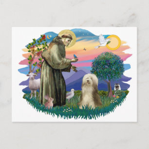 Bearded Collie (braun-creme) Postkarte