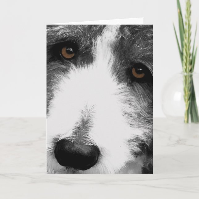 Bearded Collie Eyes Grußkarte Karte (Vorderseite)