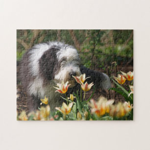 Bearded Collie im Frühling