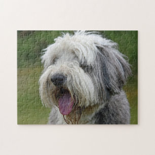 Bearded Collie mit Zunge