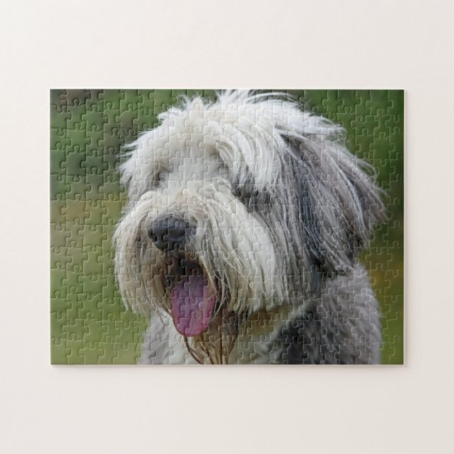 Bearded Collie mit Zunge (Horizontal)