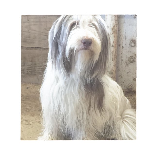Bearded Collie Notizblock (Vorderseite)