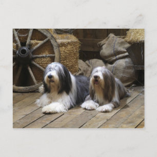 Bearded Collie Postkarte