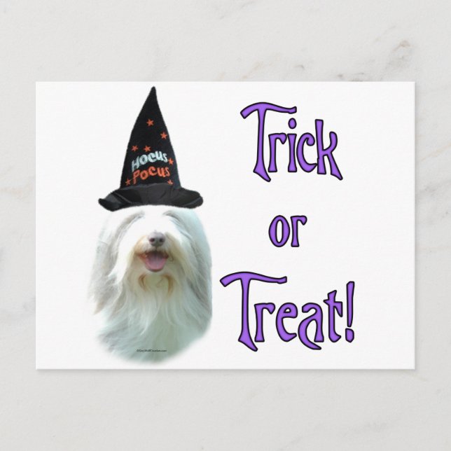Bearded Collie Trick Postkarte (Vorderseite)
