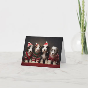 Bearded Collie Welpen in Christmas Sweatcard Karte