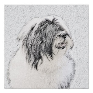 Bearded Collie Zeichnend - Niedliche Original Hund Poster