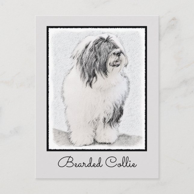 Bearded Collie Zeichnend - Niedliche Original Hund Postkarte (Vorderseite)