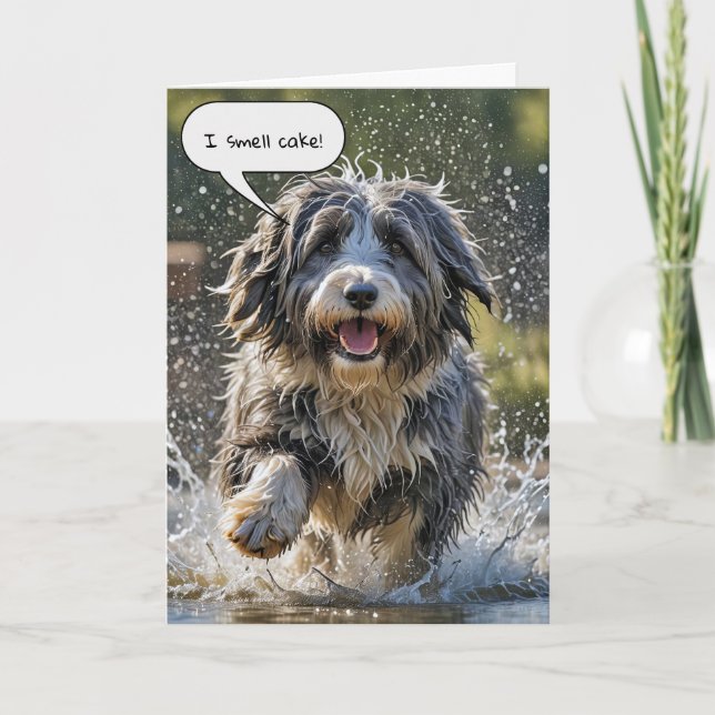 Bearded Collie zum Geburtstag Karte (Vorderseite)