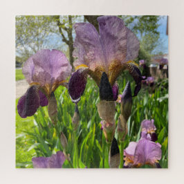 Bearded Iris