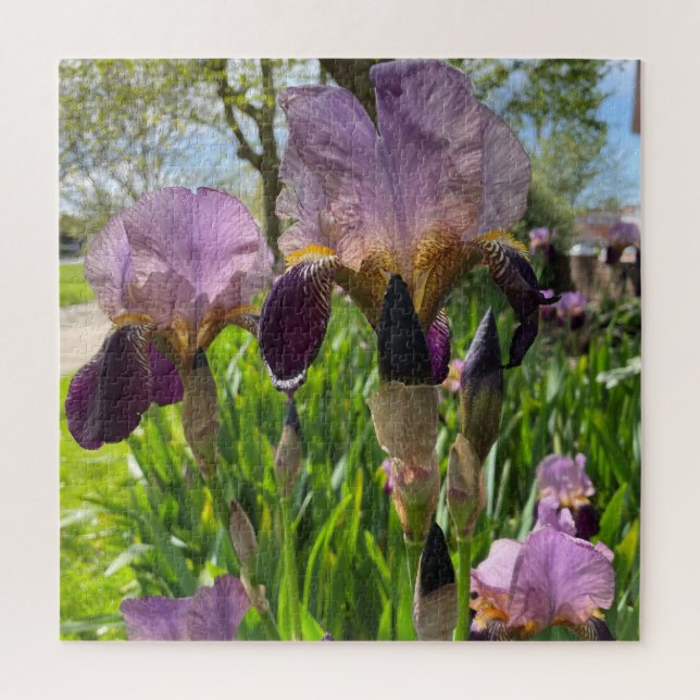 Bearded Iris (Vertikal)