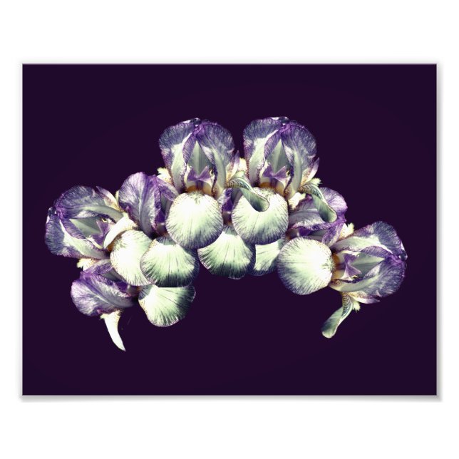 Bearded Iris Blume Bouquet 8x10 Fotodruck (Vorne)