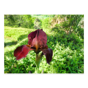Bearded Iris Fotodruck