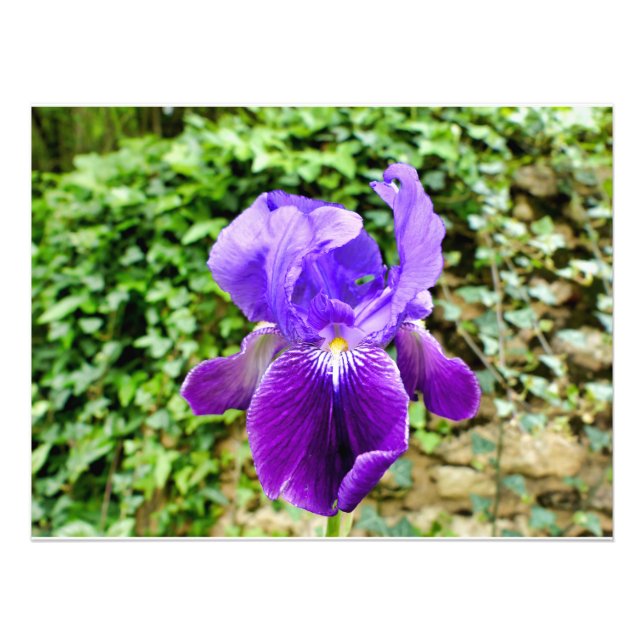 Bearded Iris Fotodruck (Vorne)