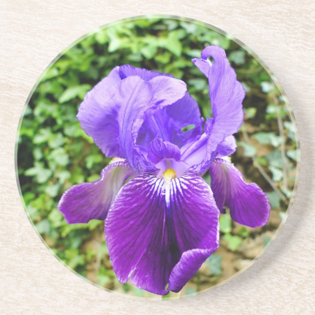 Bearded Iris Getränkeuntersetzer (Vorne)
