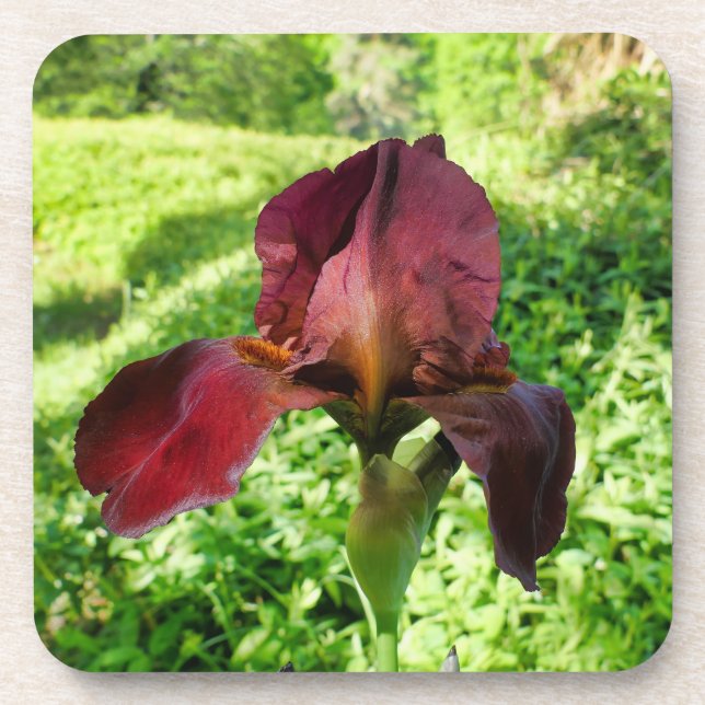 Bearded Iris Getränkeuntersetzer (Vorderseite)