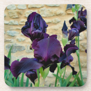 Bearded Iris Getränkeuntersetzer