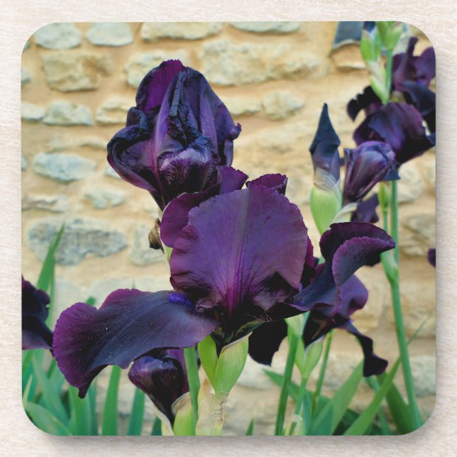 Bearded Iris Getränkeuntersetzer (Vorderseite)