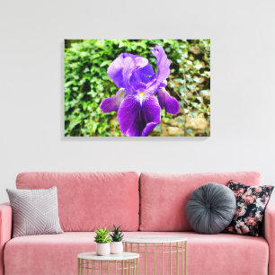 Bearded Iris Leinwanddruck