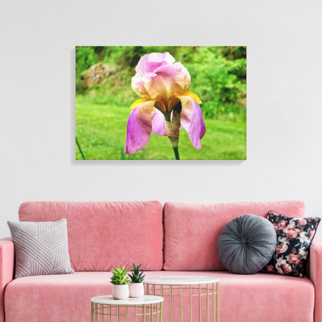 Bearded Iris Leinwanddruck (Insitu (Wohnzimmer))