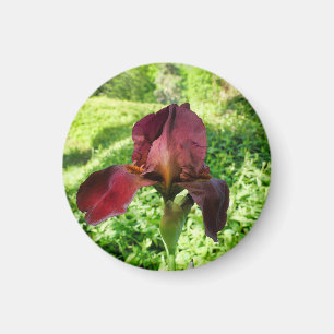 Bearded Iris Magnet