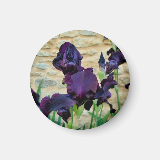 Bearded Iris Magnet (Vorne)
