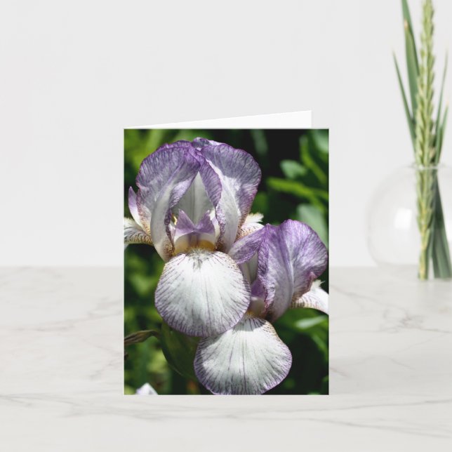 Bearded Iris Pair Flower Photography  (Vorderseite)