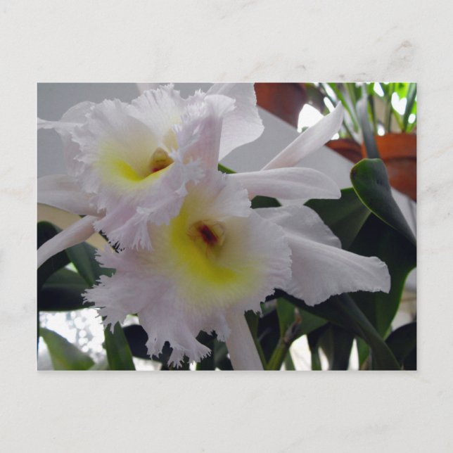 Bearded Iris Postkarte (Vorderseite)