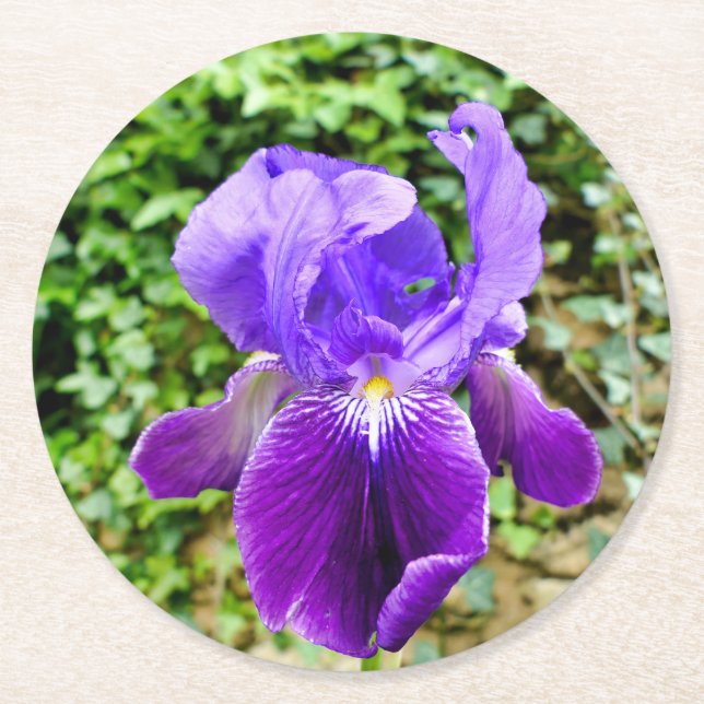 Bearded Iris Runder Pappuntersetzer (Vorderseite)