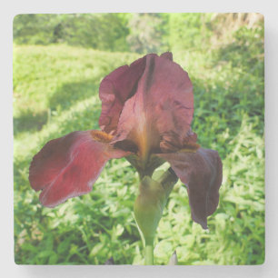 Bearded Iris Steinuntersetzer