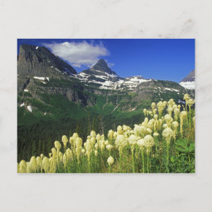 Beargras am Logan Pass im Gletscher-Nationalpark Postkarte