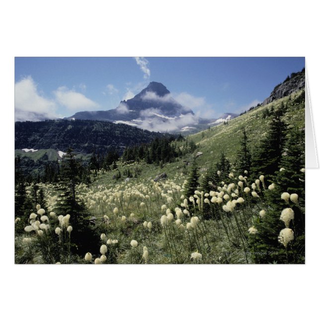 Beargrass (Yucca sp.) (Devant horizontal)