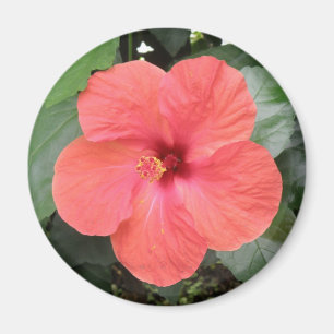 Beau Aimant à fleur d'Hibiscus orange