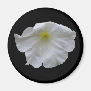 Beau Aimant blanc Petunia