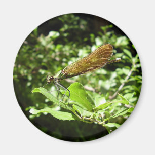 Beau aimant Demoiselle