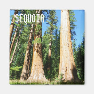 Beau Aimant Sequoia !