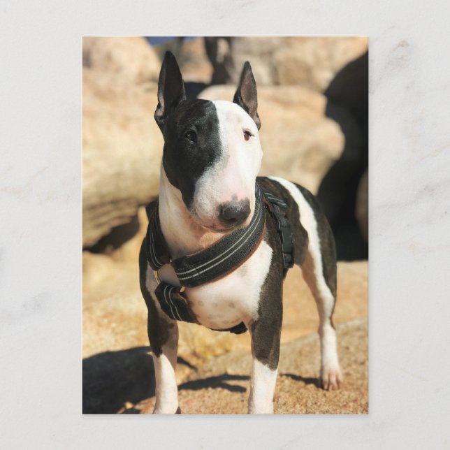 Beau Anglais Bull Terrier Carte photo (Devant)
