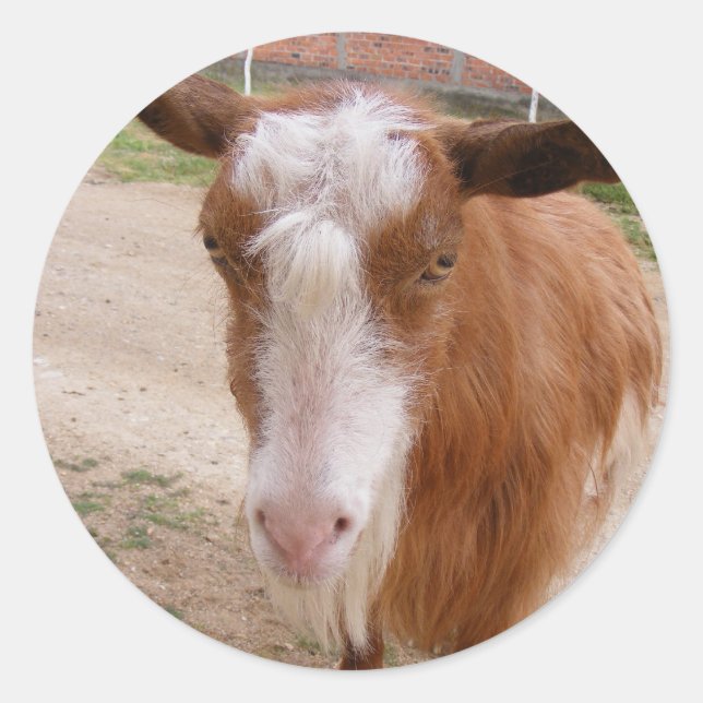 Beau autocollant avec chèvre brune (Devant)